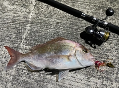 マダイの釣果