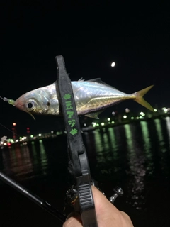 マアジの釣果