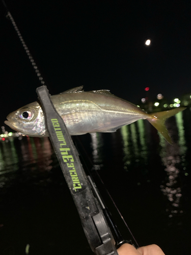 マアジの釣果