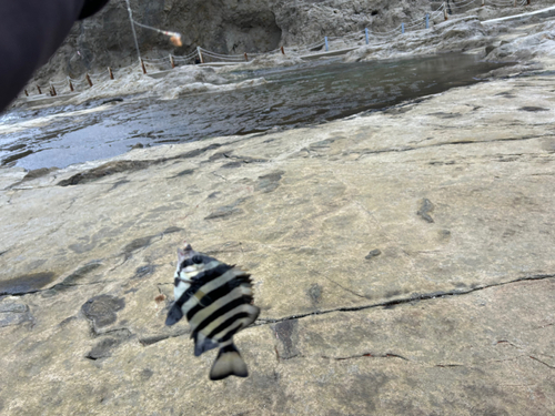 イシダイの釣果