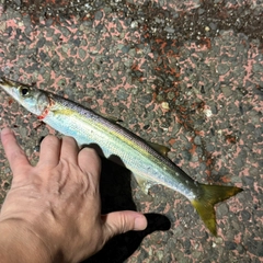 アカカマスの釣果