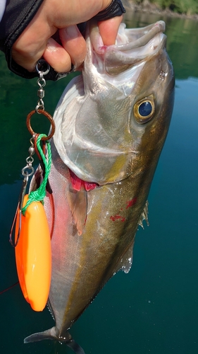 ネリゴの釣果