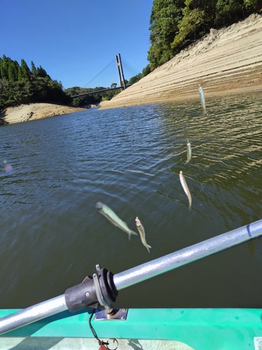 ワカサギの釣果