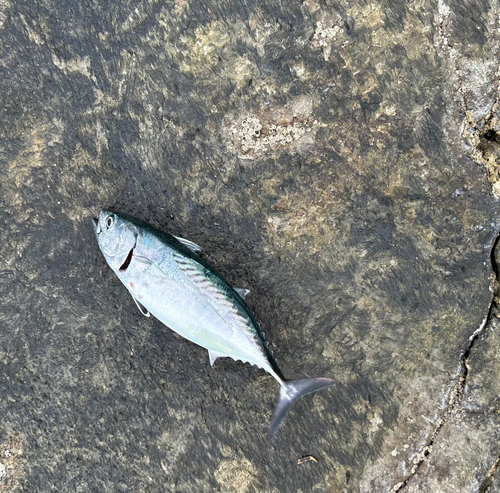 ソウダガツオの釣果