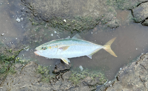 イナダの釣果