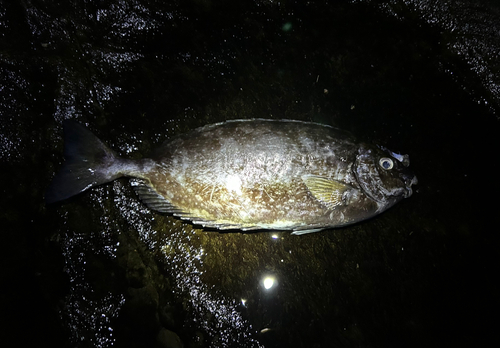 アイゴの釣果