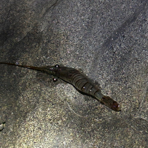 エビの釣果