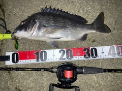 チヌの釣果
