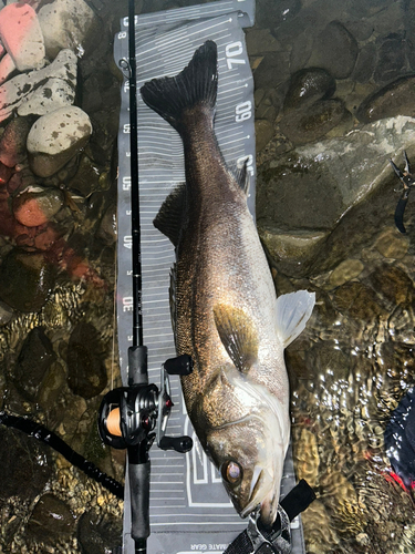 スズキの釣果