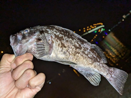 クロソイの釣果