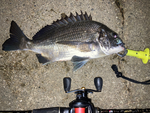 チヌの釣果