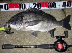 チヌの釣果