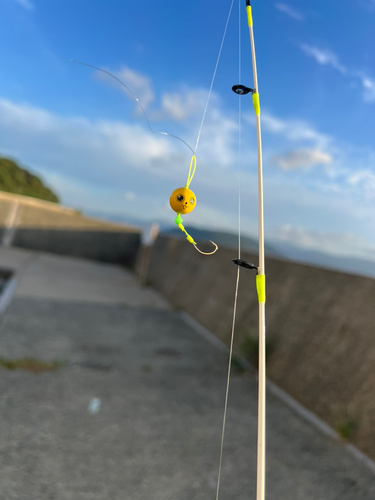 アラカブの釣果