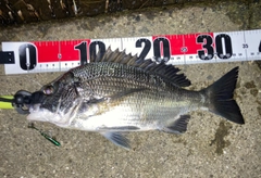チヌの釣果