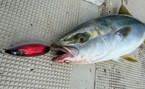 ハマチの釣果