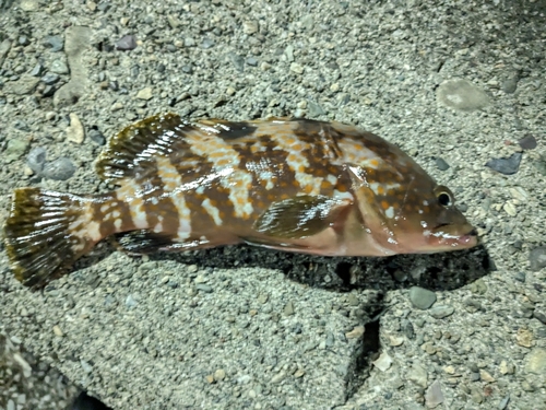 アコウの釣果