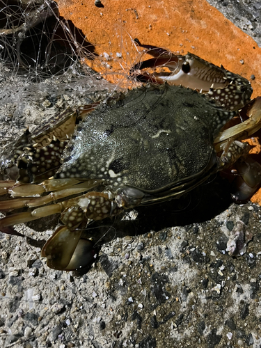 タイワンガザミの釣果