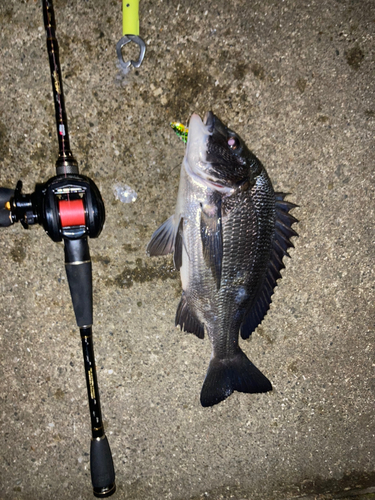 チヌの釣果