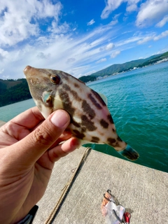 ウマヅラハギの釣果