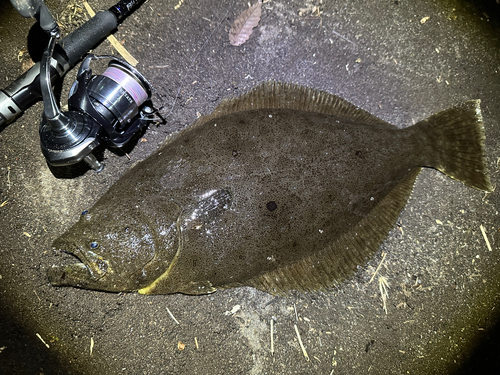 ヒラメの釣果