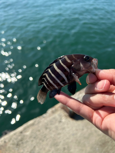 マハタの釣果