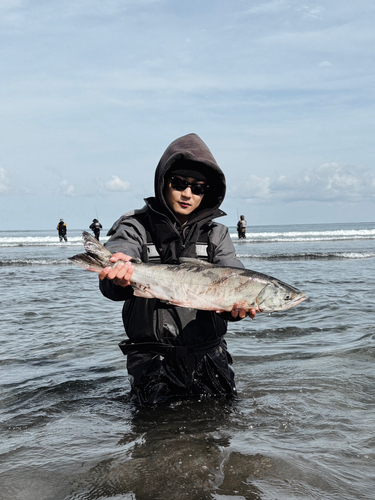 サケの釣果