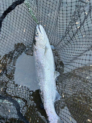 ニジマスの釣果