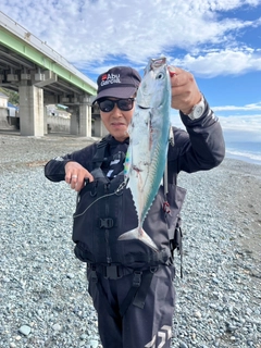 ソウダガツオの釣果