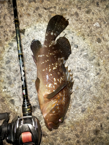 アコウの釣果