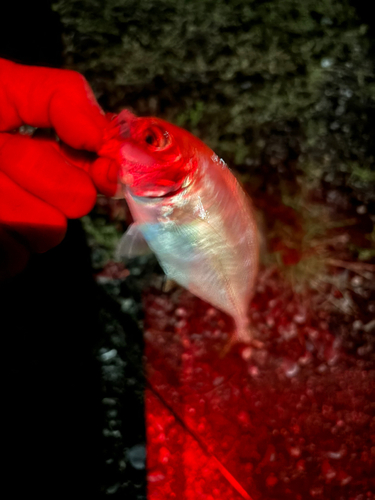 メッキの釣果