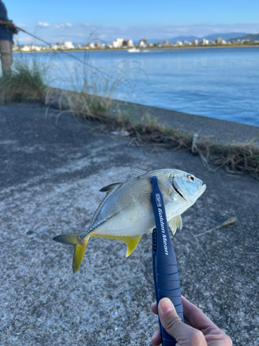 メッキの釣果