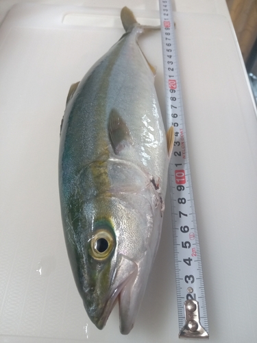 ツバイソの釣果