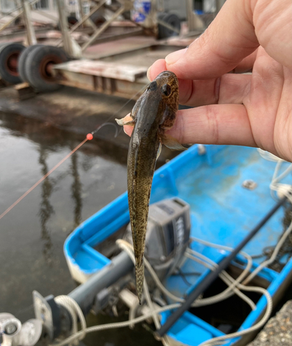 ハゼの釣果