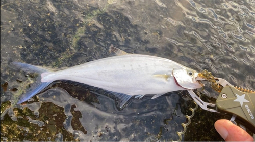 イケカツオの釣果