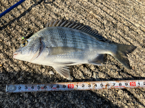 クロダイの釣果