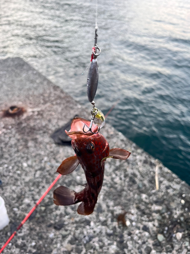 キジハタの釣果