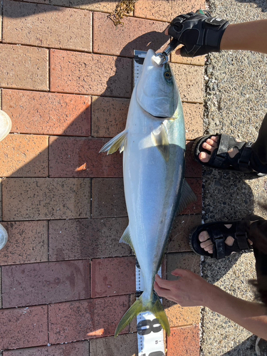 ブリの釣果