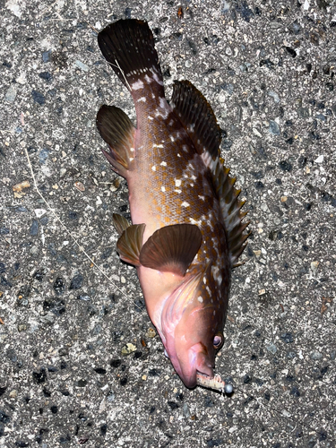 アコウの釣果