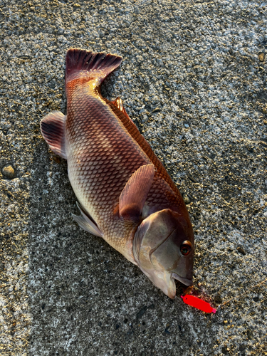 コブダイの釣果