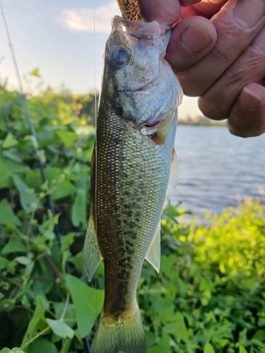 ラージマウスバスの釣果