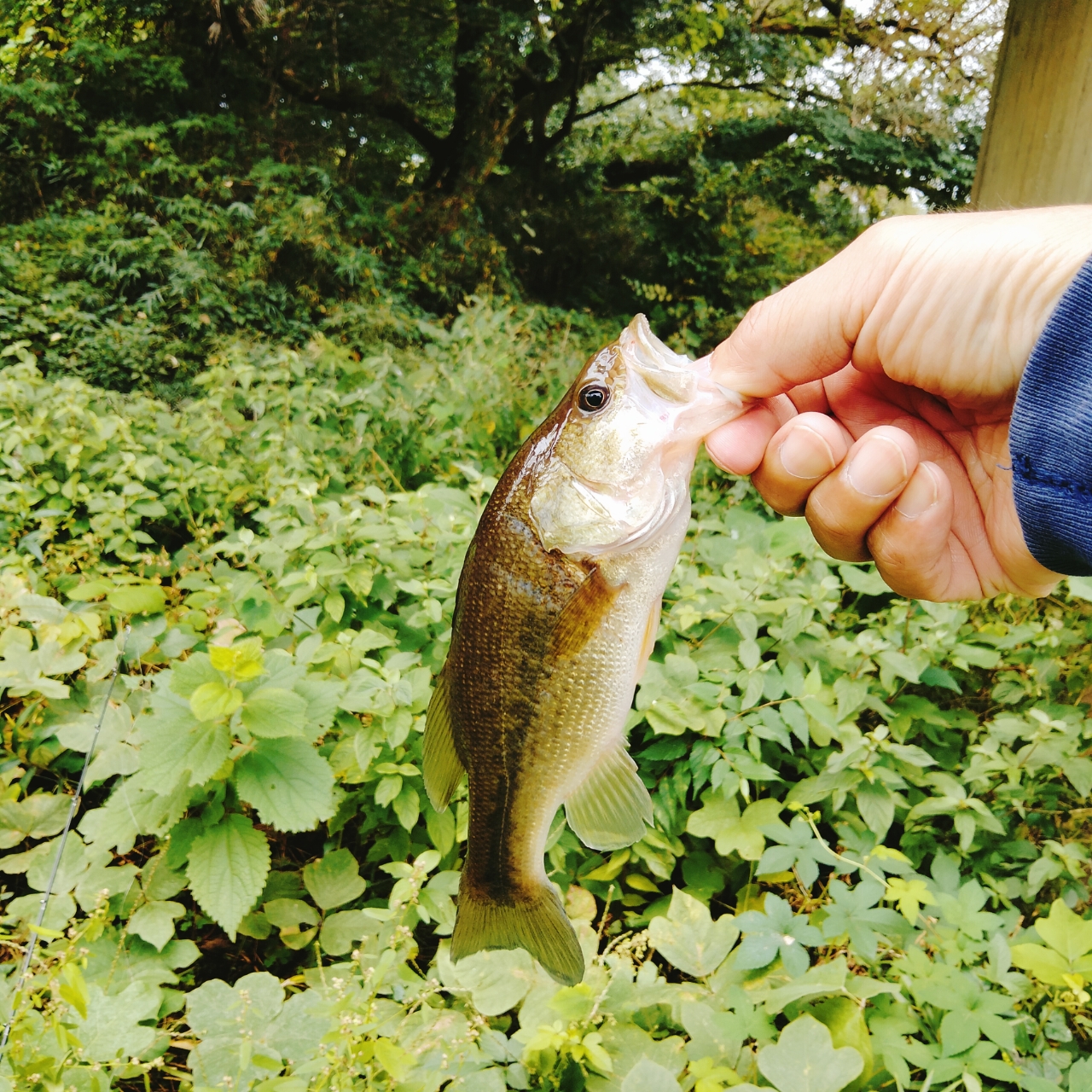 スモールマウスバス