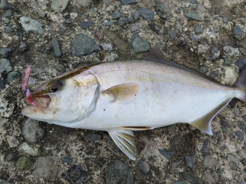 ショゴの釣果