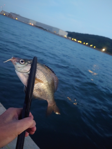 ウミタナゴの釣果