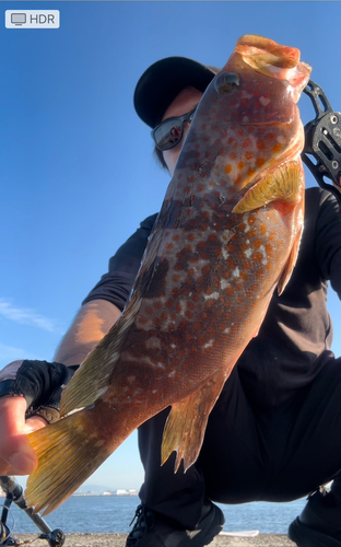 アコウの釣果