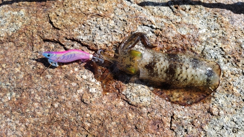 アオリイカの釣果