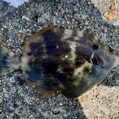 カワハギの釣果