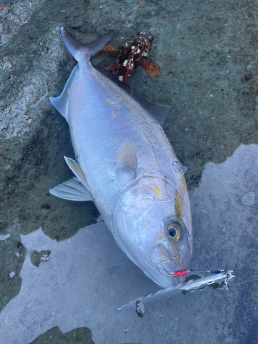 シオの釣果