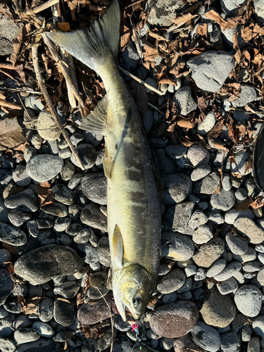 サケの釣果