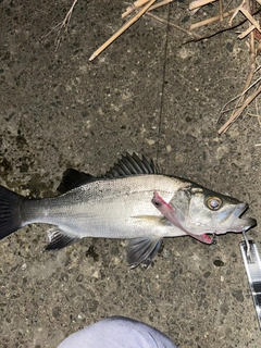 セイゴ（ヒラスズキ）の釣果