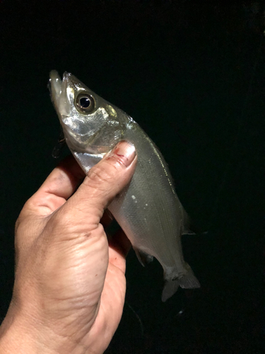 セイゴ（ヒラスズキ）の釣果